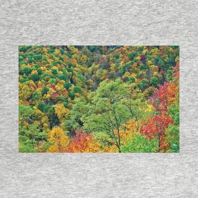 Autumn Forest Steestachee Bald Overlook Blue Ridge Parkway by AinisticGina